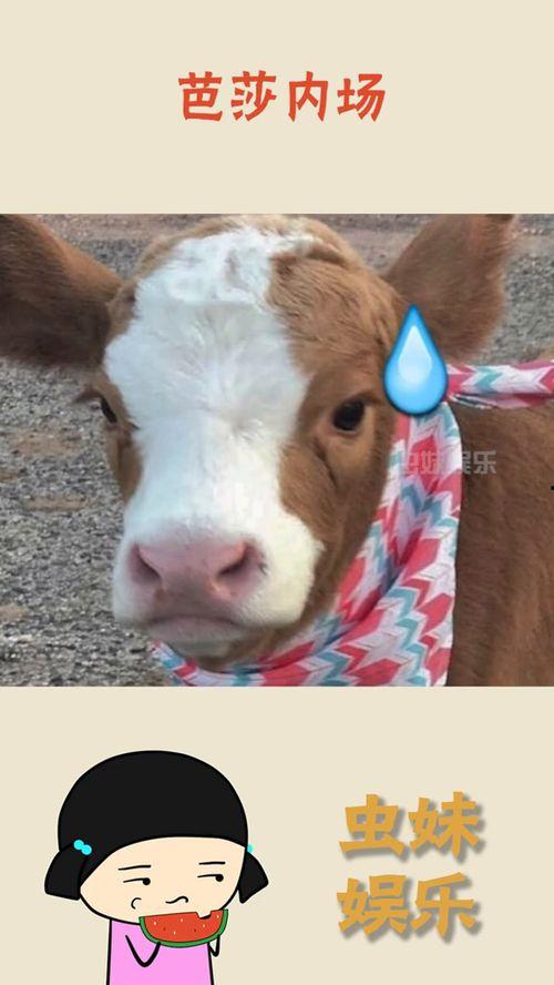 娱乐吃瓜酱猪猪